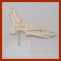 Life-Size Foot Skeleton Model, Anatomical Foot Model